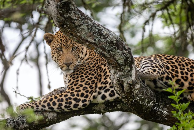 13 Nights & 14 Days Wild Life Tour Sri Lanka