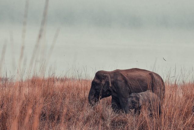 6 Nights & 7 Days Wild Life Tour Sri Lanka