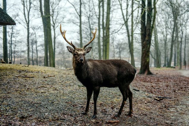 8 Nights & 9 Days Wild Life Tour Sri Lanka